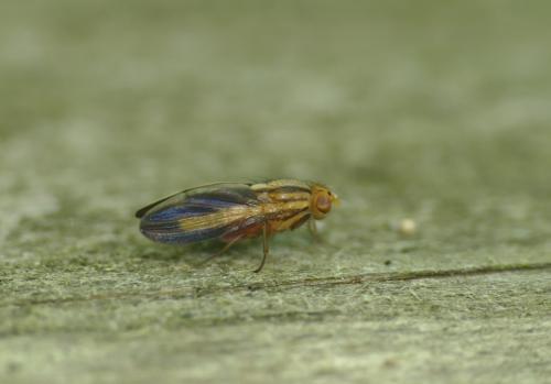 Réf. 229 189 : Peplomyza discoidea